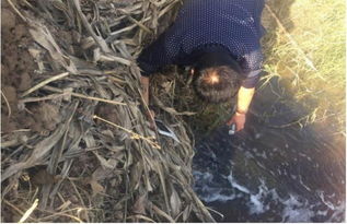 山東鄆城隨官屯鎮 洪達化工污染之下，居民健康與環境的無聲戕害